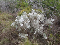Eriocephalus racemosus racemosus