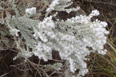 Eriocephalus racemosus racemosus