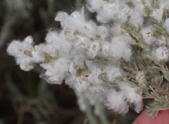 Eriocephalus racemosus racemosus