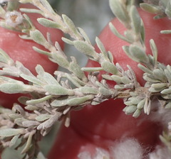 Eriocephalus racemosus racemosus