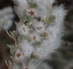 Eriocephalus racemosus racemosus