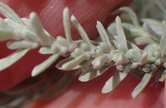 Eriocephalus racemosus racemosus