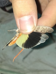 Trimerotropis melanoptera