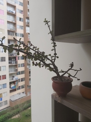 Portulacaria afra