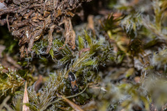 Macrodema microptera