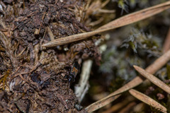 Macrodema microptera
