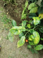 Citrus