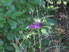 Mirabilis linearis decipiens