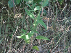 Mirabilis linearis decipiens
