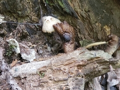 Mycena semivestipes