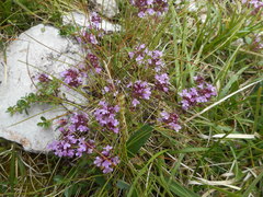Thymus praecox polytrichus