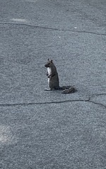 Sciurus carolinensis