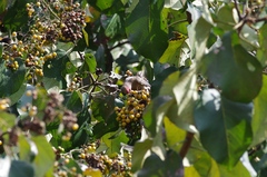 Urocolius indicus transvaalensis