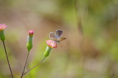 Hemiargus hanno