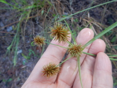Cyperus echinatus
