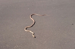 Philodryas nattereri