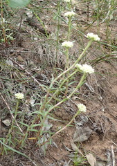 Crassula subulata subulata