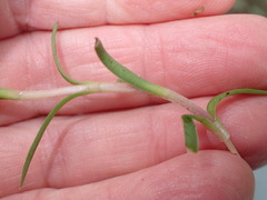 Crassula subulata subulata
