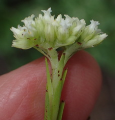 Crassula subulata subulata