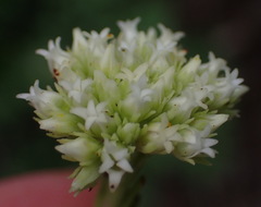 Crassula subulata subulata