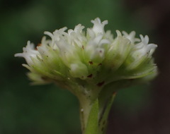 Crassula subulata subulata