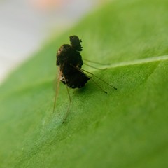 Chrysopilus basilaris