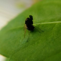 Chrysopilus basilaris