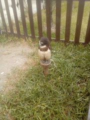Aves