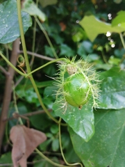 Passiflora ciliata