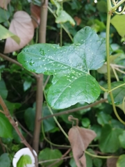 Passiflora ciliata