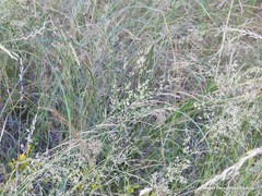 Petrosedum amplexicaule