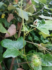 Passiflora ciliata