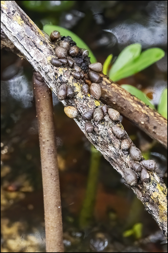 Coffee Bean Snail