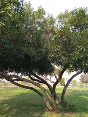 Pouteria salicifolia