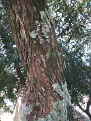 Pouteria salicifolia