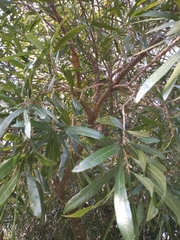 Pouteria salicifolia