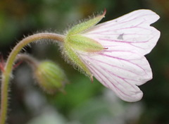 Geranium ornithopodon