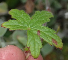 Geranium ornithopodon