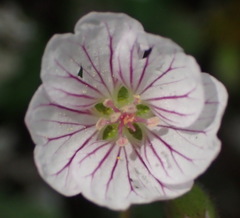 Geranium ornithopodon