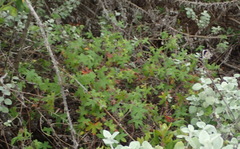 Geranium ornithopodon