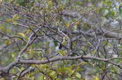 Trachyphonus vaillantii