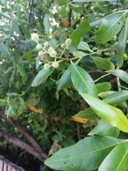 Conocarpus erectus