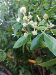 Conocarpus erectus