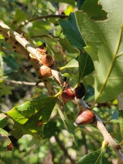 Disholcaspis pattersoni