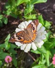 Junonia coenia