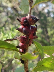 Disholcaspis pattersoni