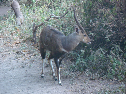 Southern Bushbuck