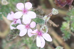Erodium cicutarium dunense