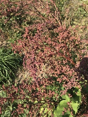 Rumex sagittatus