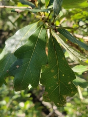 Disholcaspis pattersoni